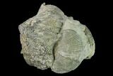 Pyrite Replaced Brachiopods (Paraspirifer) - Ohio #142158-1